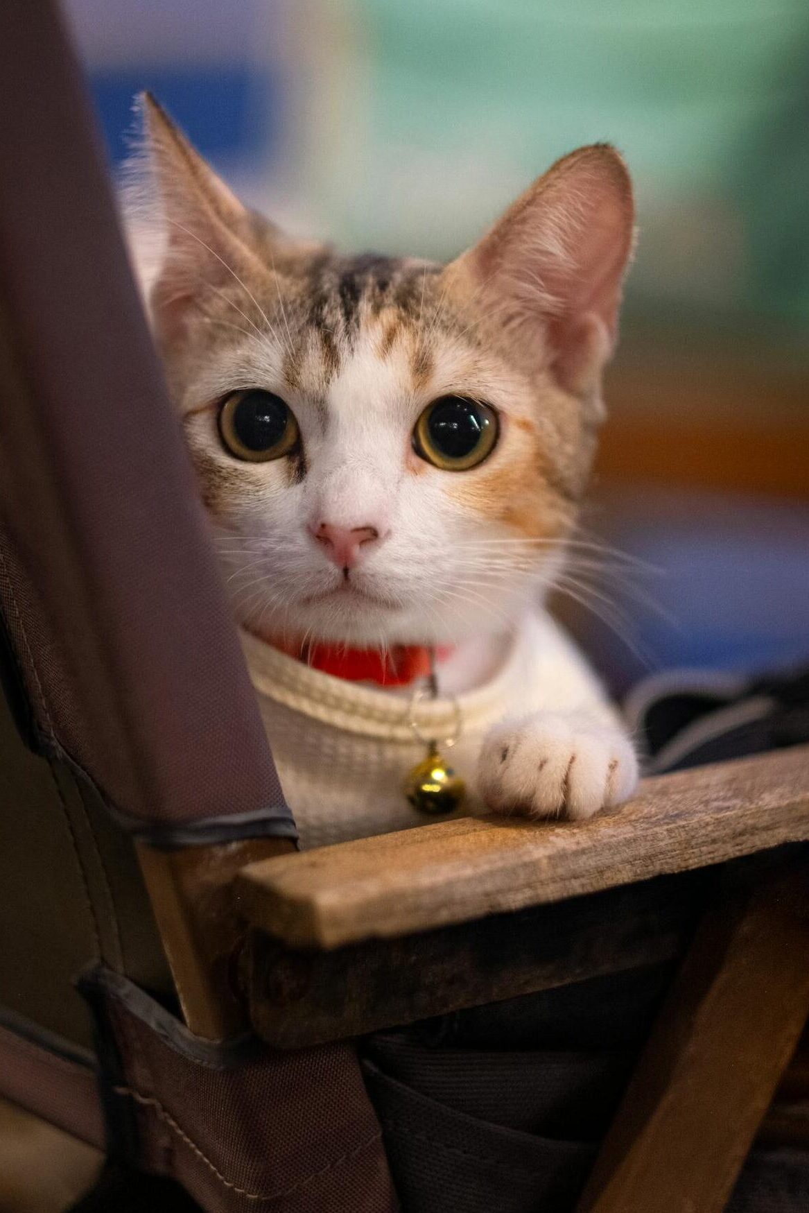 A cute cat with a collar sitting on a wooden bench looking curiously.