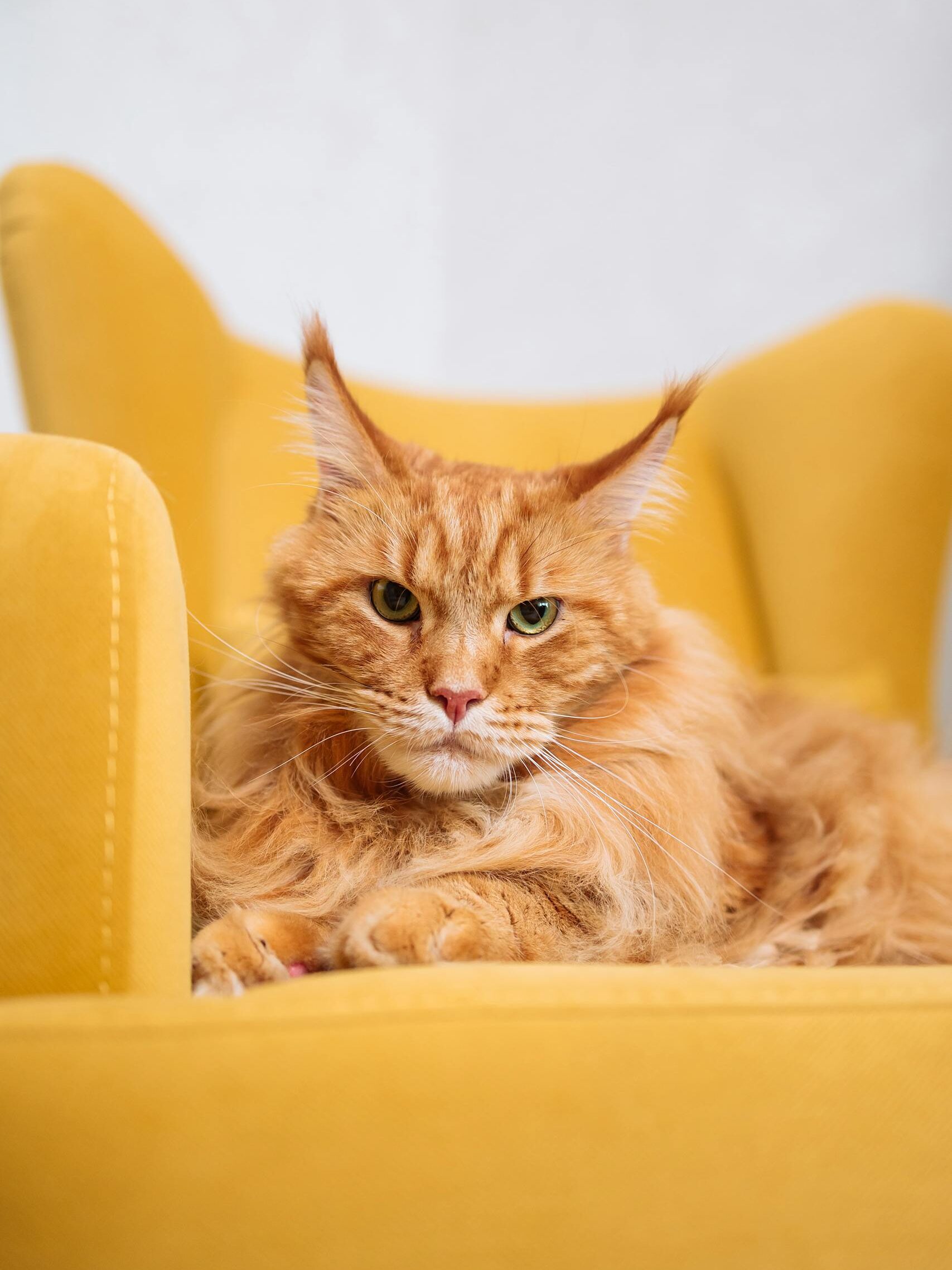 Close-up of a regal Maine Coon cat lounging on a vibrant yellow chair.